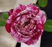 Candy Sunblaze ® rose photo
