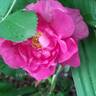 Wild Edric rose photo