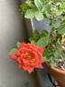 Humdinger rose photo