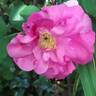 Wild Edric rose photo
