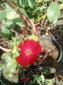 Robusta rose photo