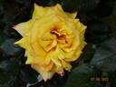 Repubblica di San Marino rose photo