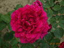 Böhm Senior rose photo
