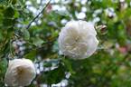 Louise d'Arzens rose photo
