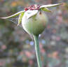 Betty Neuss rose photo