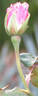 Betty Neuss rose photo