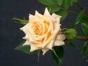 Cornsilk ™ rose photo