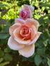 Gruss an Coburg rose photo