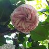 Alhambra rose photo