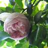 Alhambra rose photo