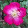 Lupo ® rose photo