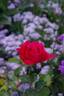 Alec's Red® rose photo