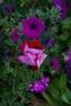 Old Master rose photo
