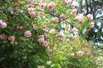 Irène Bonnet rose photo