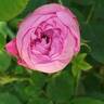 Comtesse Cécile de Chabrillant rose photo