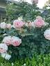 Heaven on Earth rose photo