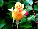 Clodagh McGredy rose photo