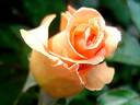Clodagh McGredy rose photo