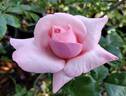 Martina Mondadori rose photo