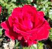 Always rose photo