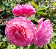 Ina an' Mona rose photo