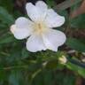 Esprit d'Amour rose photo