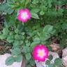 Lupo ® rose photo