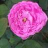 Comtesse Cécile de Chabrillant rose photo