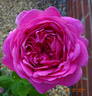 Dr. O'Donel Browne rose photo