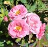 Pride of Oakland rose photo