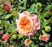 Sunset Dreams rose photo
