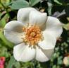 Grace Seward rose photo