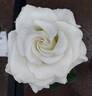 Donna's Grace rose photo
