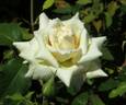 Alexander Hill Gray rose photo