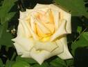 Alexander Hill Gray rose photo