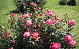WEKsecunk rose photo