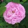 Comtesse Cécile de Chabrillant rose photo