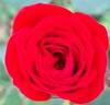 Global Hit rose photo