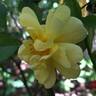 Celina ® rose photo