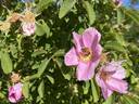 R. californica rose photo