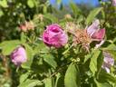 R. californica rose photo