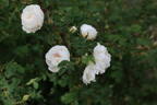 Rosa spinosissima 'Andrewsii' x Mon Amie Claire rose photo