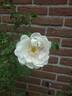 Rosa spinosissima 'Andrewsii' x Mon Amie Claire rose photo