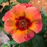 Eyeconic rose photo