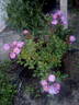Heinrich Karsch rose photo