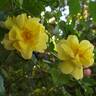 Celina ® rose photo