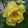 Celina ® rose photo