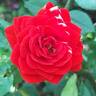 Global Hit rose photo
