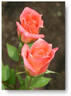 Mary Marshall rose photo