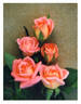 Mary Marshall rose photo